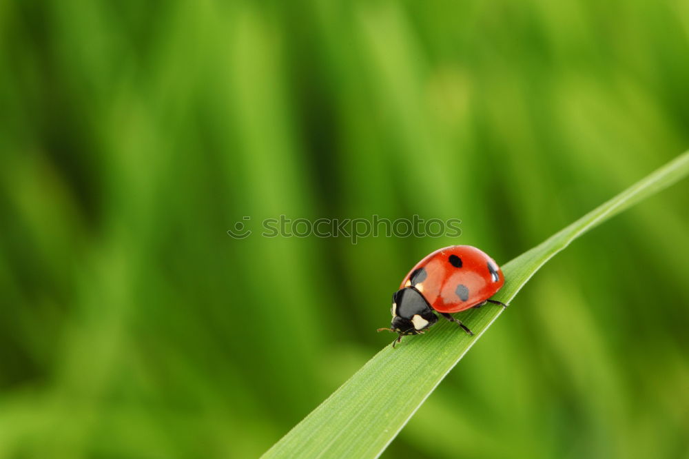 Similar – Image, Stock Photo I feel so High! Calm