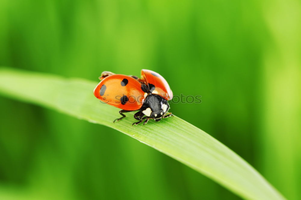 Similar – ladybugs Environment