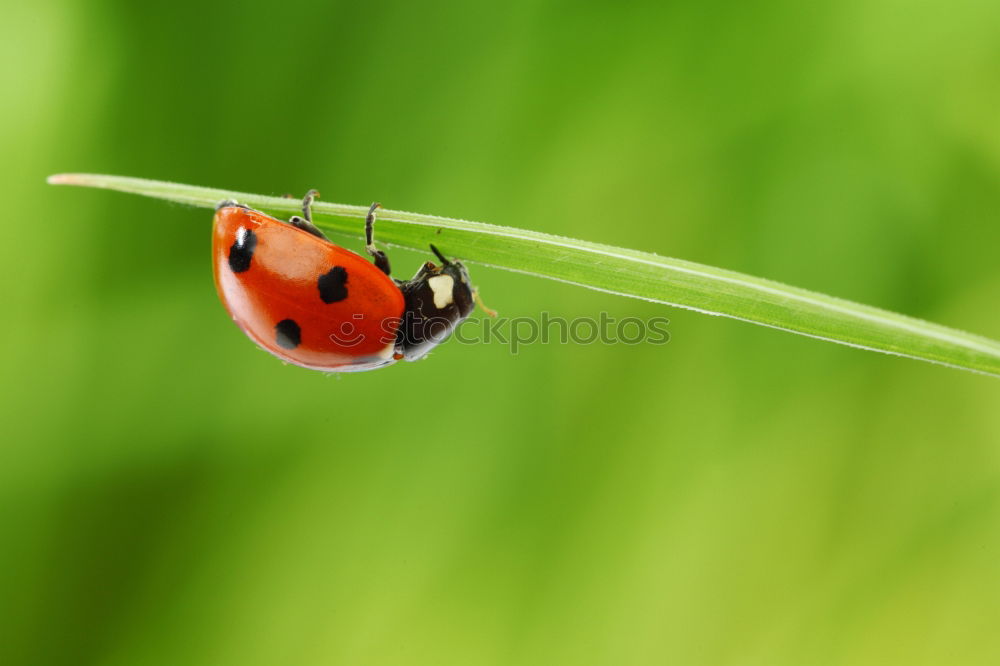 Similar – butterfly Butterfly Grass