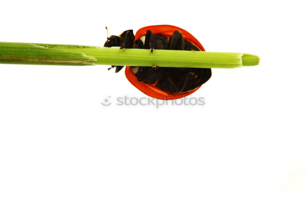 Similar – Image, Stock Photo anthurium Anthurium