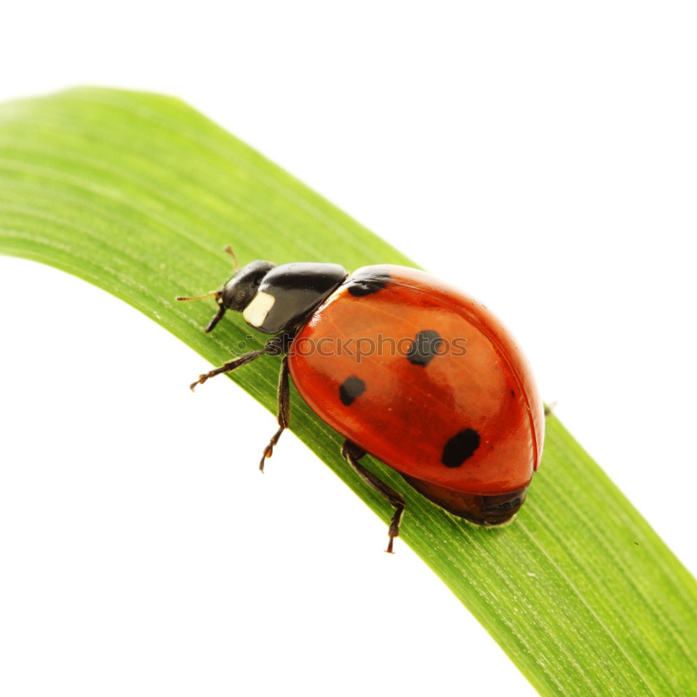 Similar – Image, Stock Photo Potato bug Woman Adults