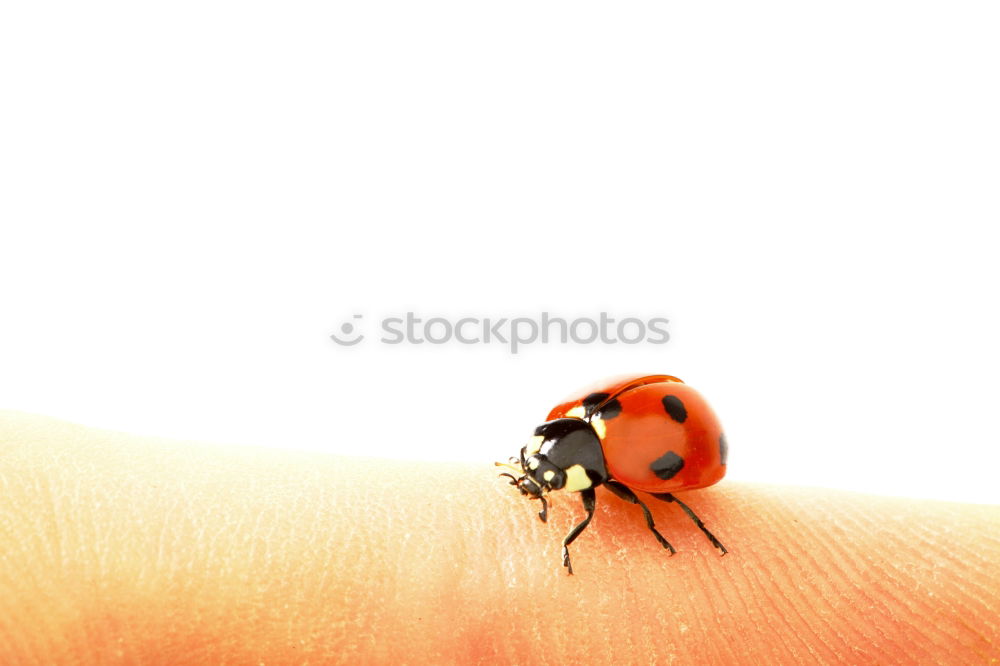 Similar – Image, Stock Photo Two finger bow Human being