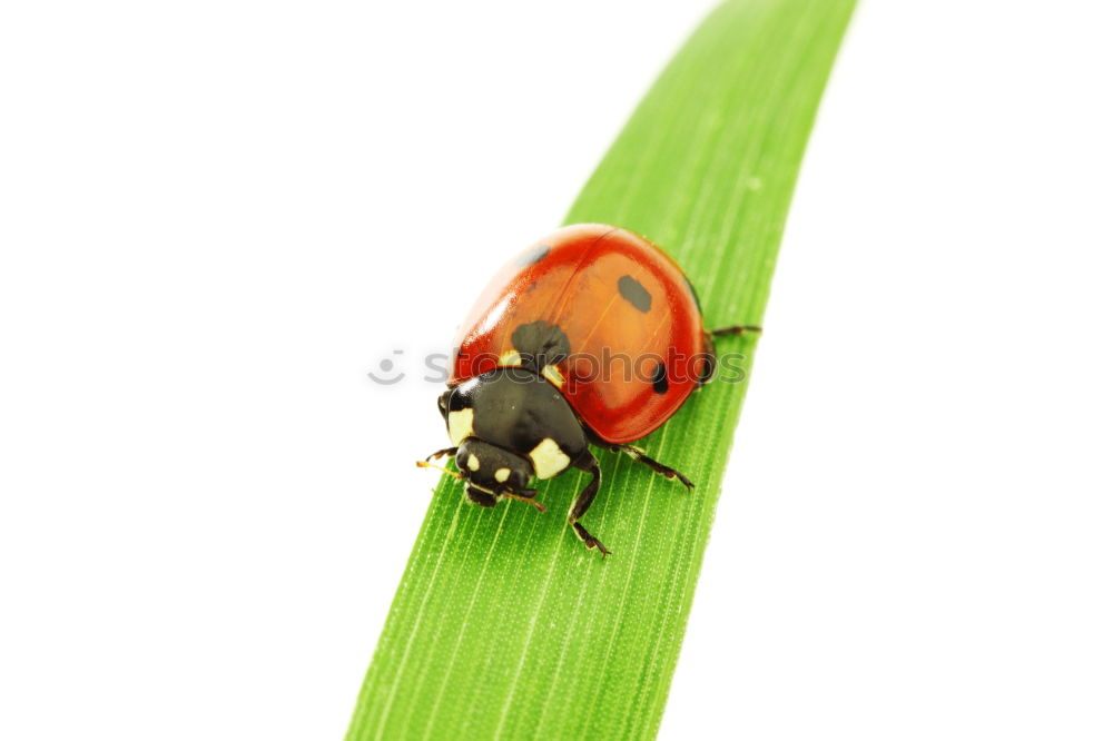 Similar – Potato bug Nature Animal