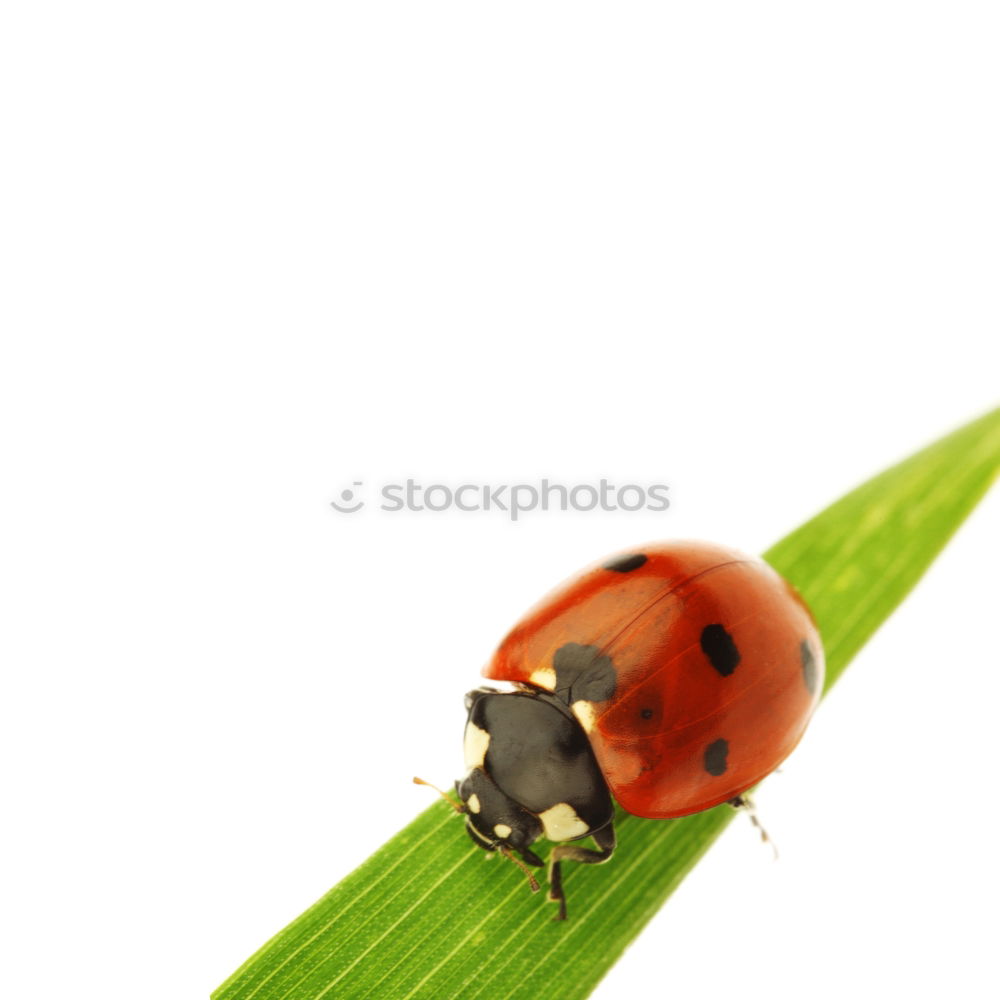 Similar – Image, Stock Photo anthurium Anthurium