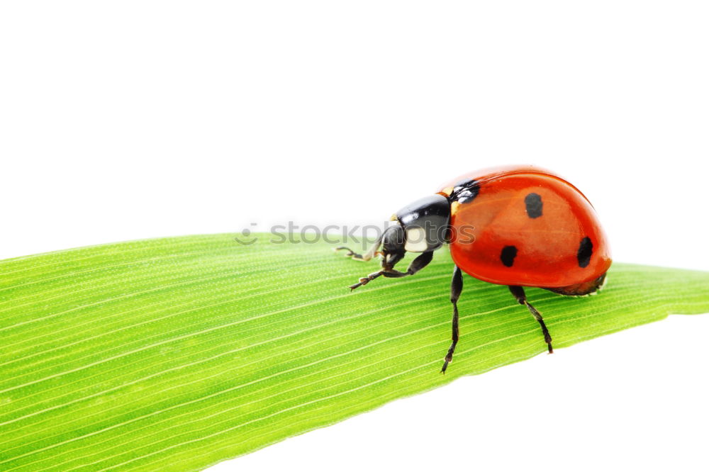 Similar – Der Jäger, der in der Blüte lauert.