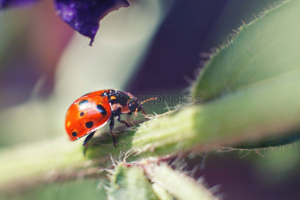 Similar – Image, Stock Photo lucky beetle Summer Nature