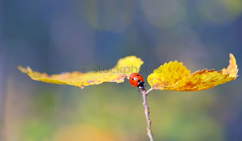 Similar – Foto Bild wet leaves Umwelt Natur