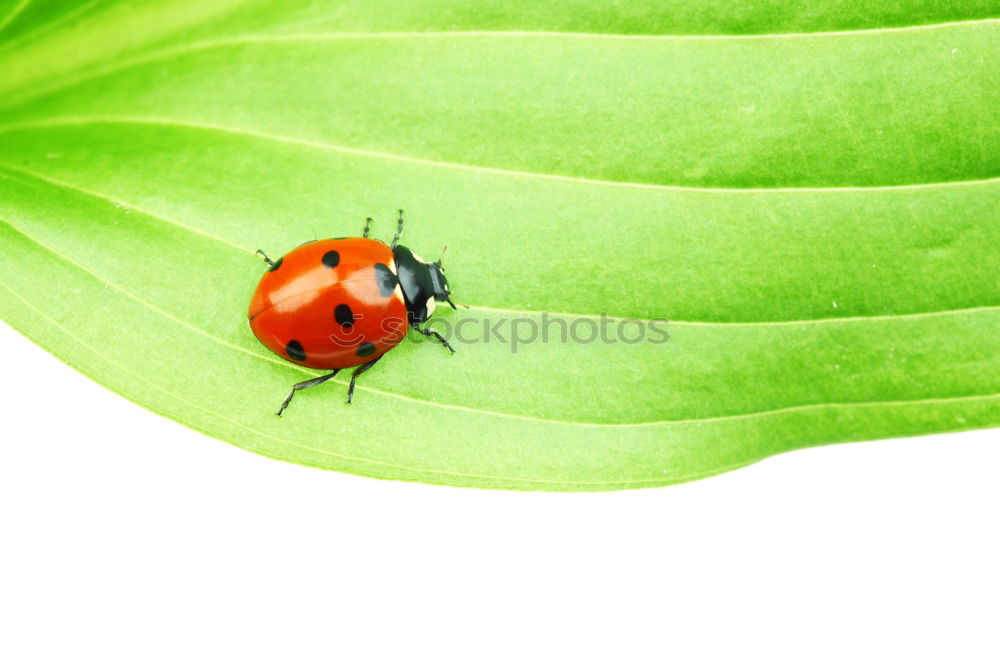 Similar – Foto Bild Grün mit rotem Hindernis