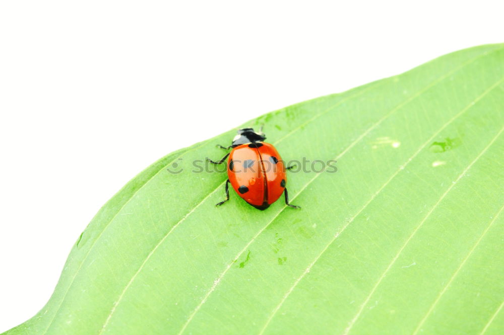 Similar – Image, Stock Photo Larva of the green stink bug 01