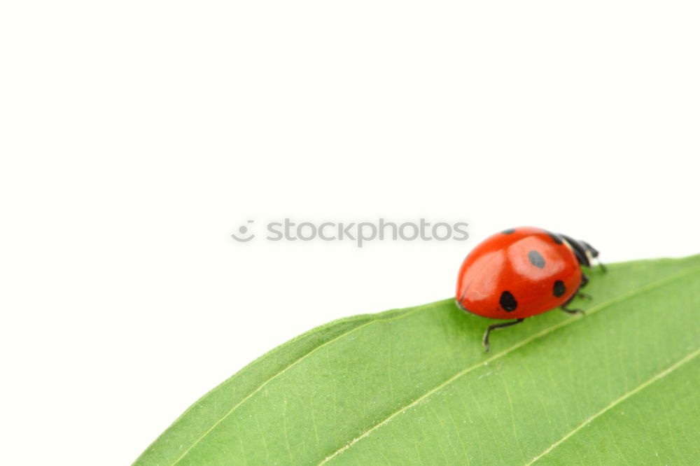 Similar – Image, Stock Photo tightrope walk Nature