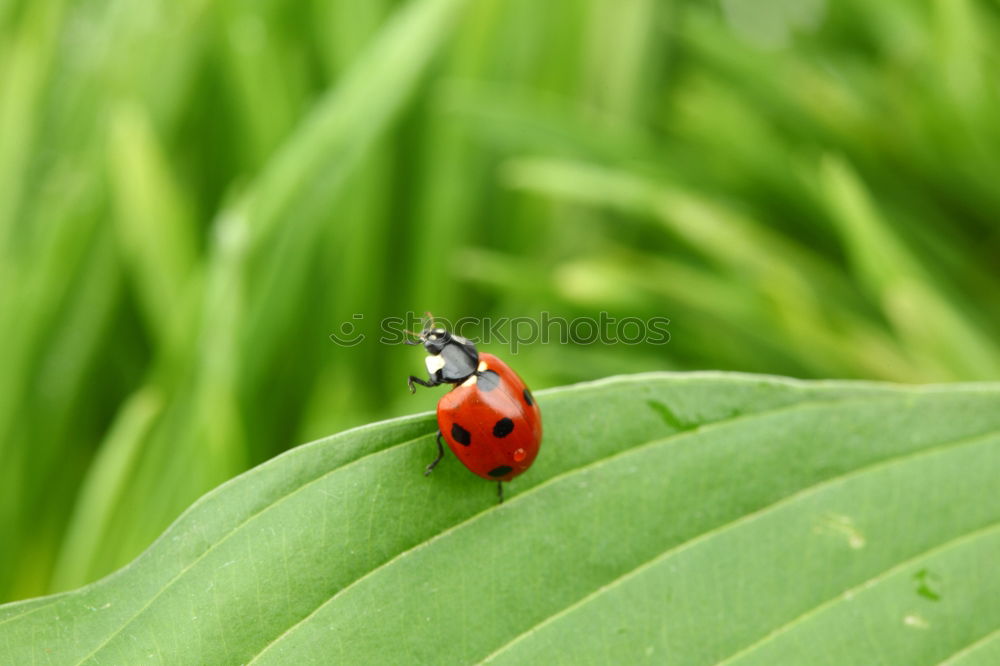 Similar – butterfly Butterfly Grass