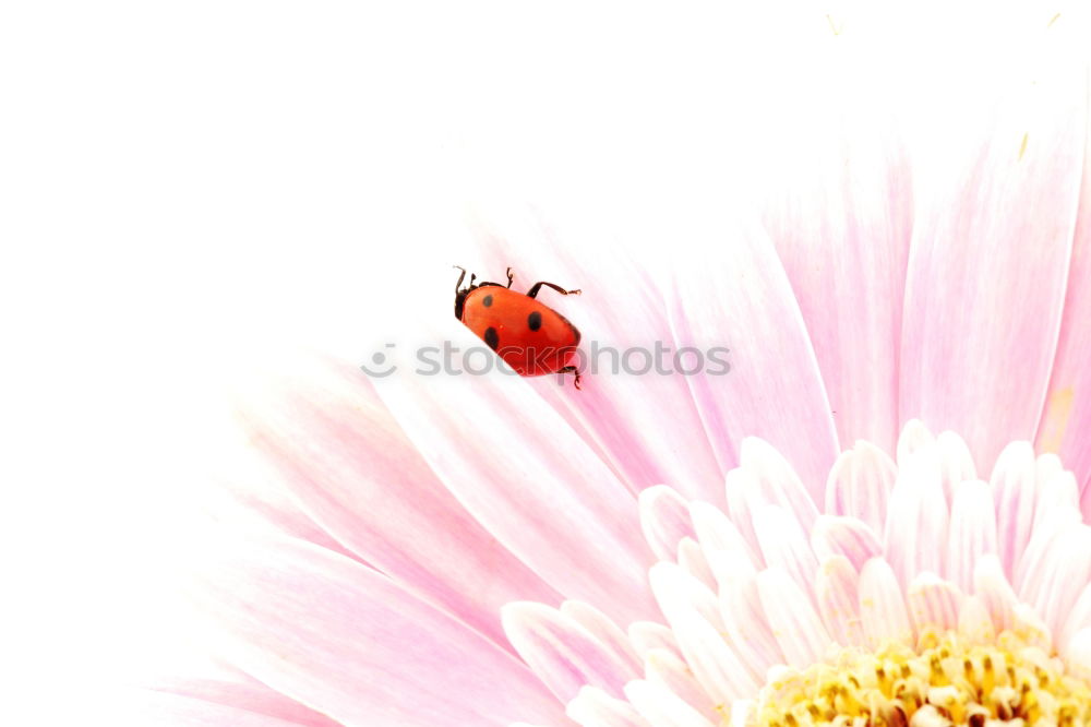 Similar – Image, Stock Photo little PuschelWuschel Red