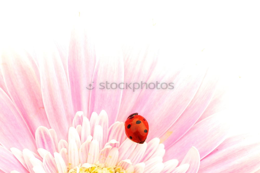 Similar – Image, Stock Photo Motschekiebchen on chamomile