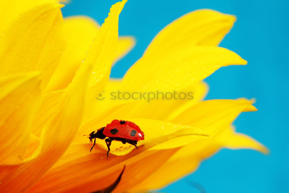 Similar – Image, Stock Photo rest Ladybird Blossom