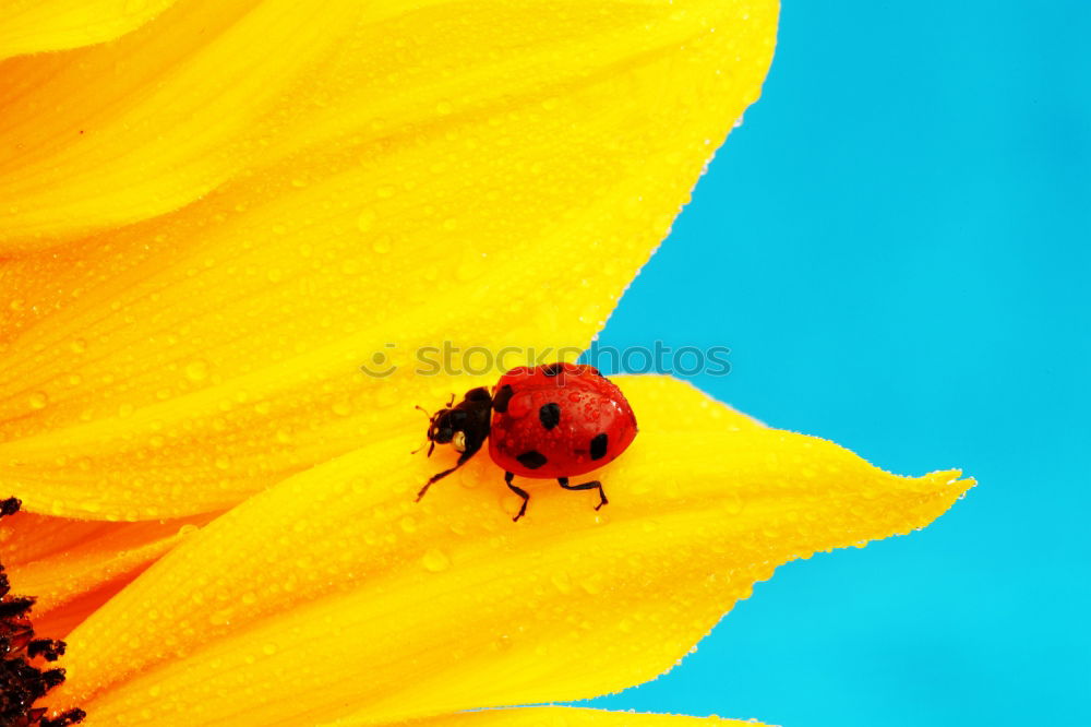 Similar – Image, Stock Photo Beetles on their way out