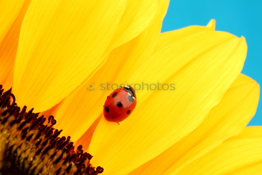 Marienkaefer, Coccinella, semptempunctata,