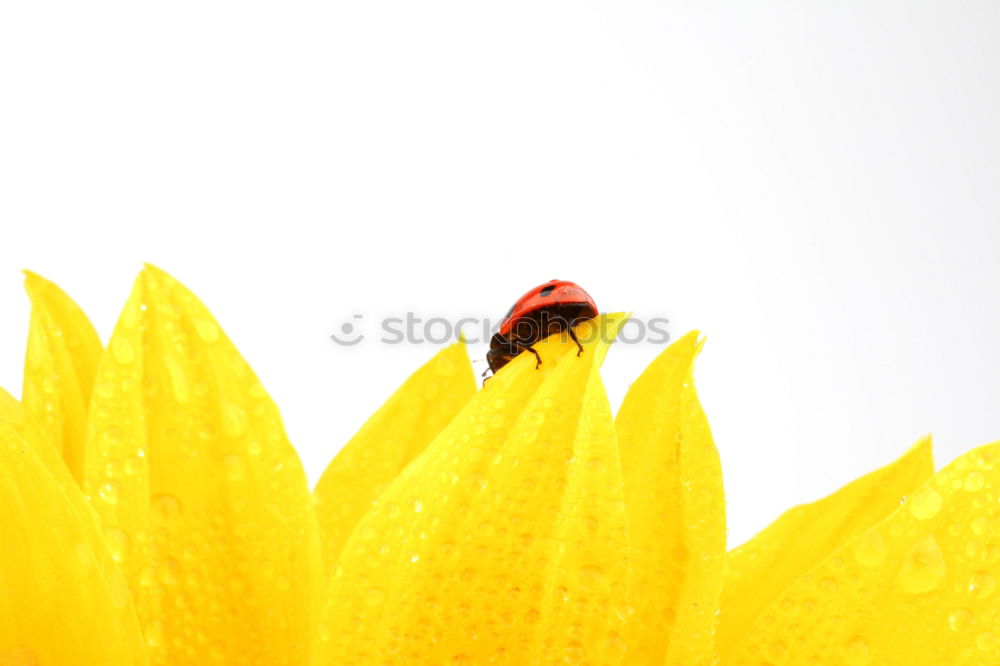 Similar – Image, Stock Photo rest Ladybird Blossom