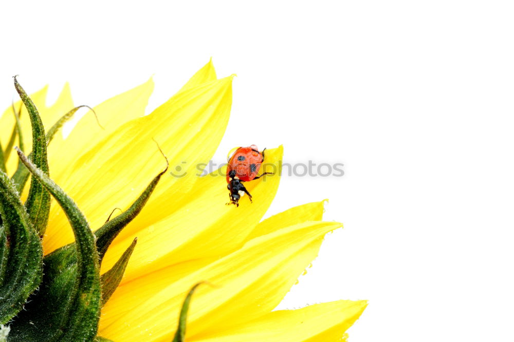 Similar – Image, Stock Photo Ladybird IV Colour photo