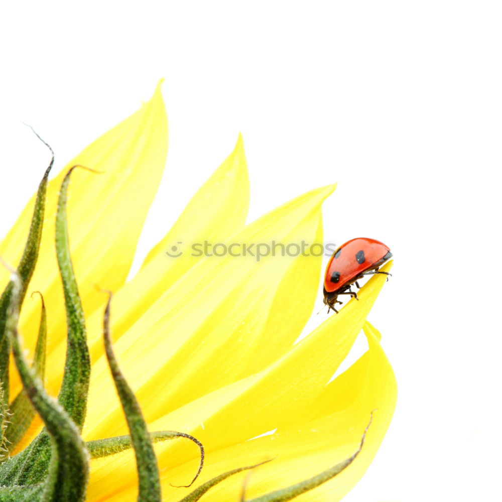 Similar – Image, Stock Photo Ladybird IV Colour photo