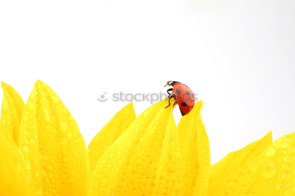 Similar – Flowers and bees 02 Bee