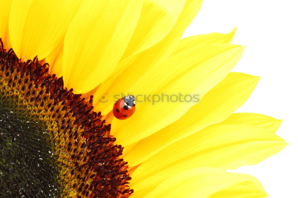 Similar – of bees and flowers