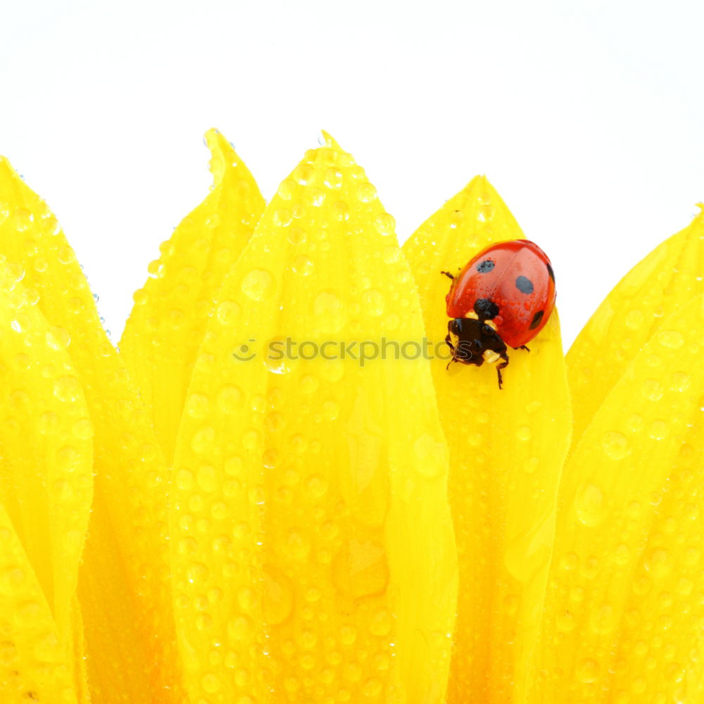 Similar – Image, Stock Photo Red Ladybug Insect On Green Leaf Macro