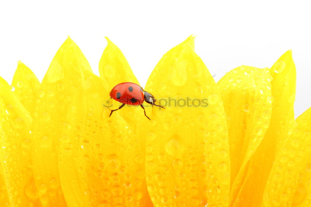 Similar – Image, Stock Photo Red Ladybug Insect On Green Leaf Macro