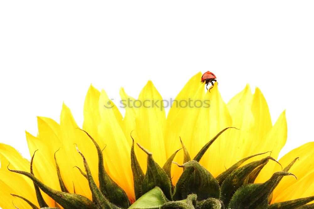 Similar – Image, Stock Photo Ladybird IV Colour photo