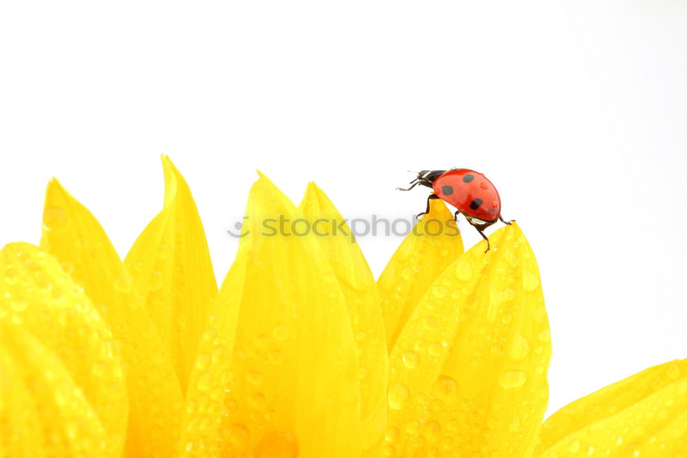 Similar – Ladybug unfolds its wings for takeoff