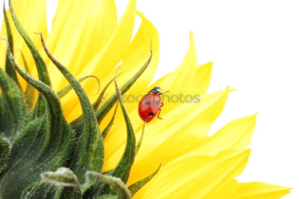 Similar – Image, Stock Photo Ladybird IV Colour photo