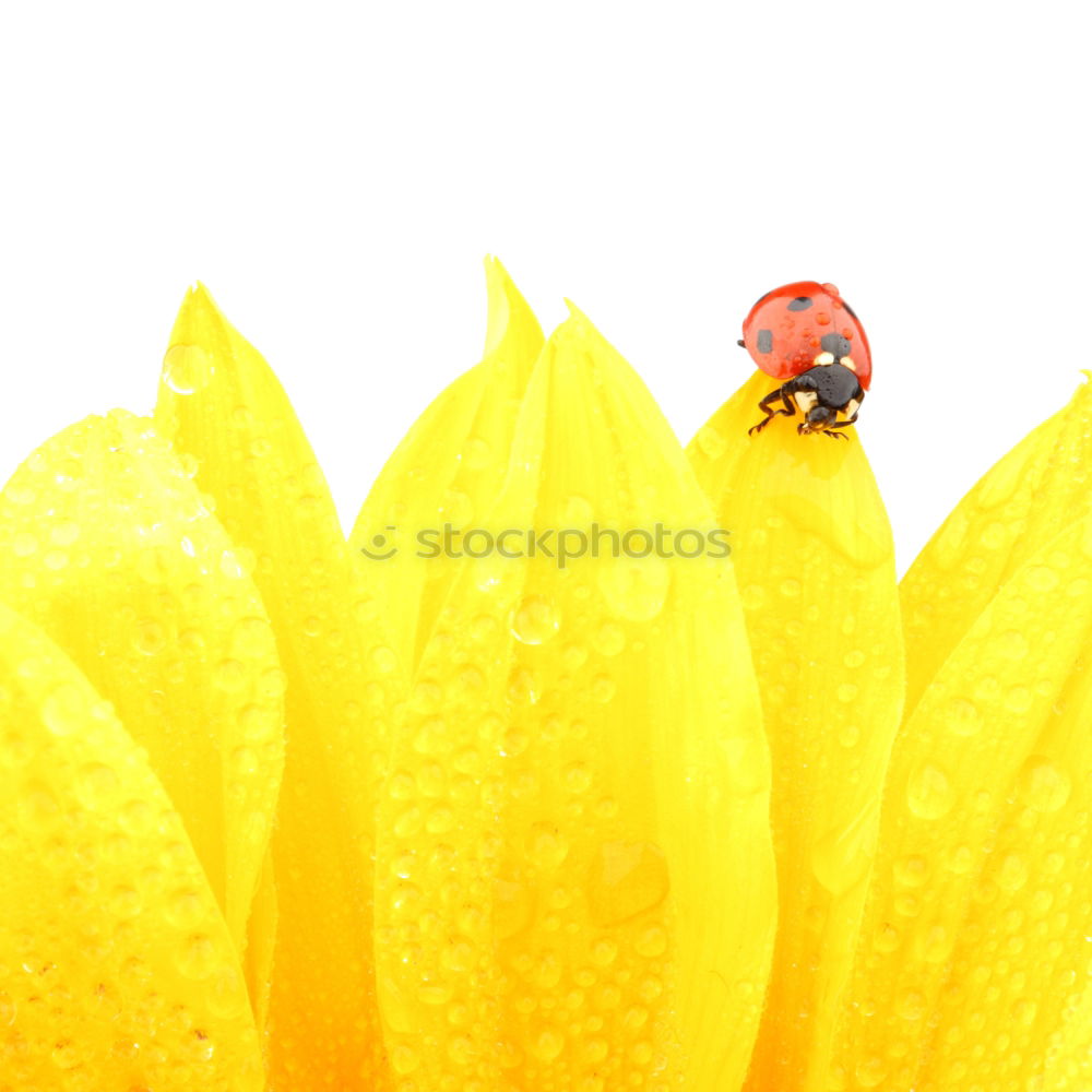 Similar – Image, Stock Photo Red Ladybug Insect On Green Leaf Macro