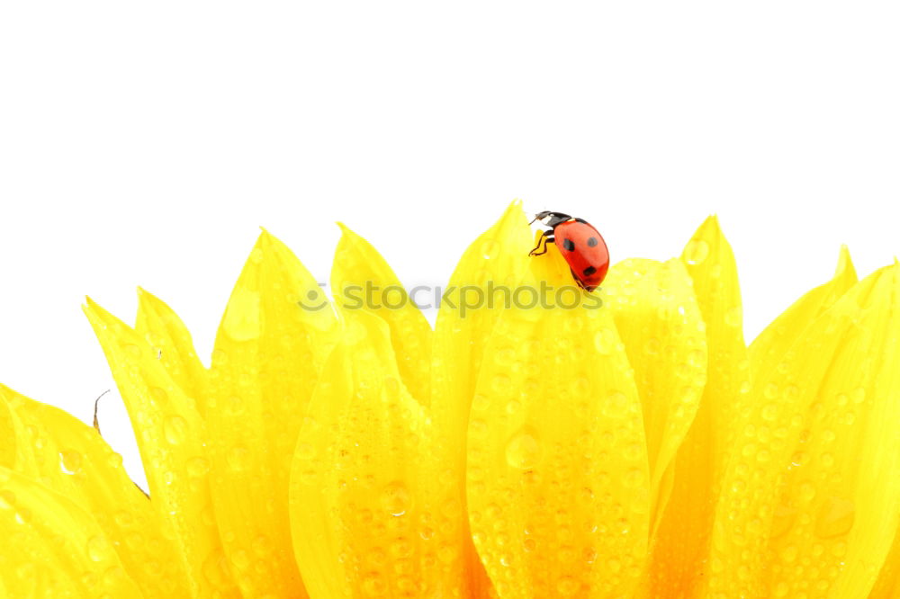 Similar – Image, Stock Photo Red Ladybug Insect On Green Leaf Macro