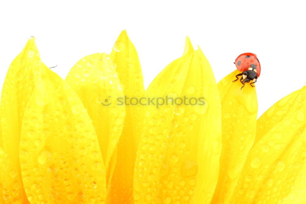 Similar – Image, Stock Photo Red Ladybug Insect On Green Leaf Macro