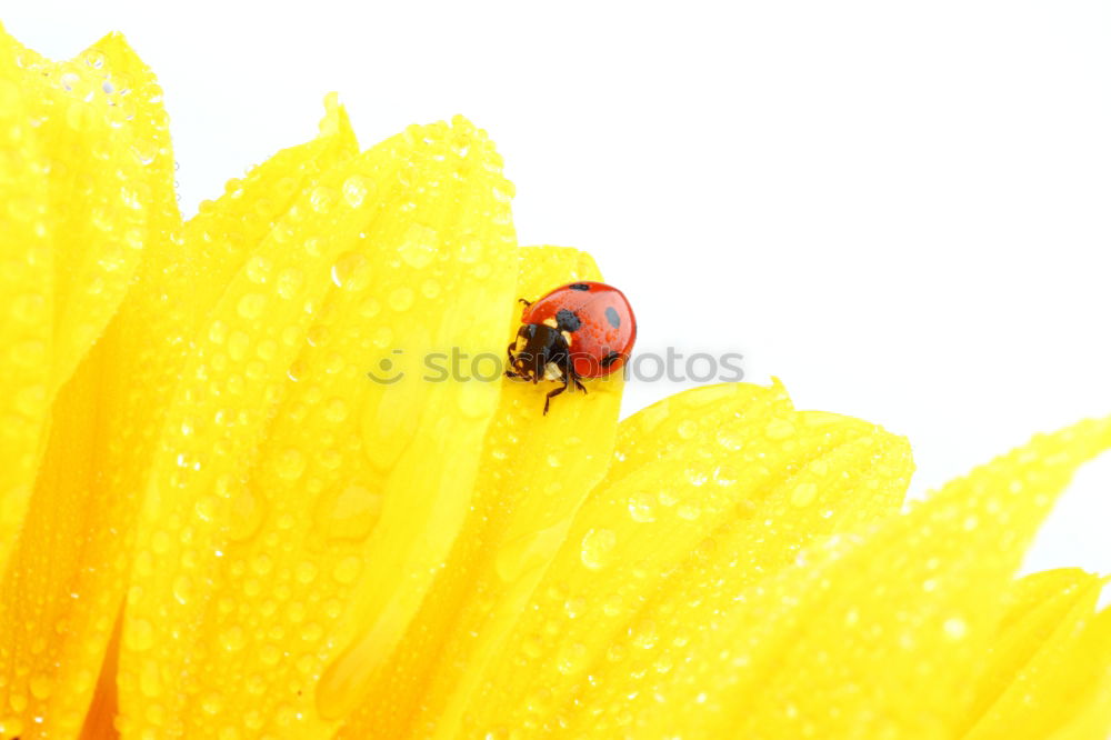 Similar – Image, Stock Photo rest Ladybird Blossom