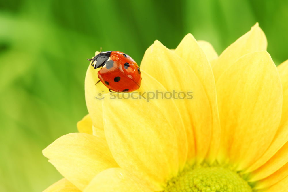 Similar – Image, Stock Photo Beetles on their way out