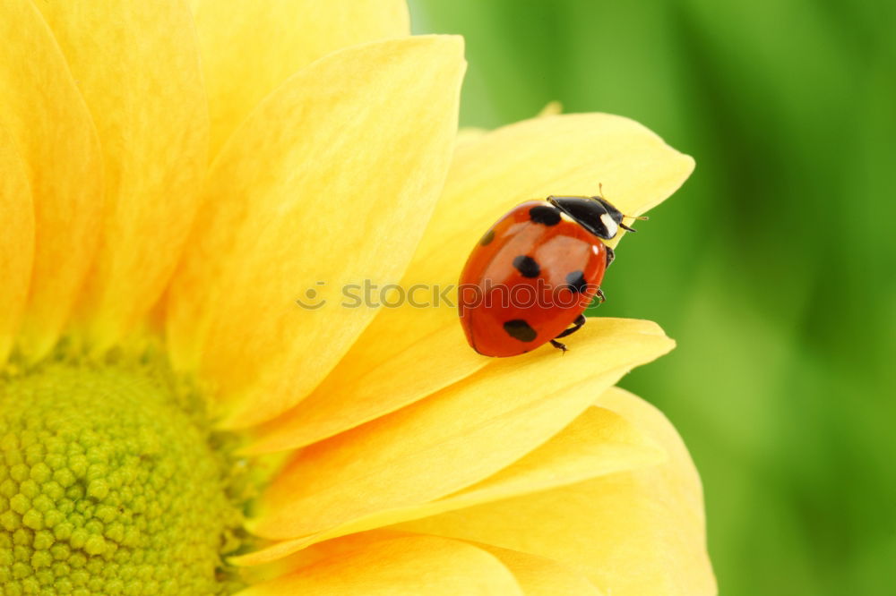 Similar – Marienkaefer, Coccinella, semptempunctata,