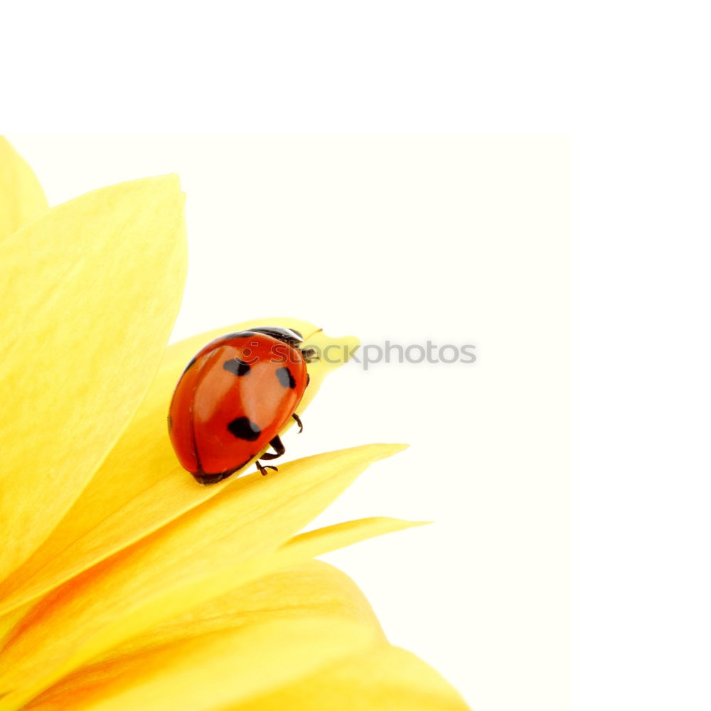 Similar – Image, Stock Photo ladybugs Animal