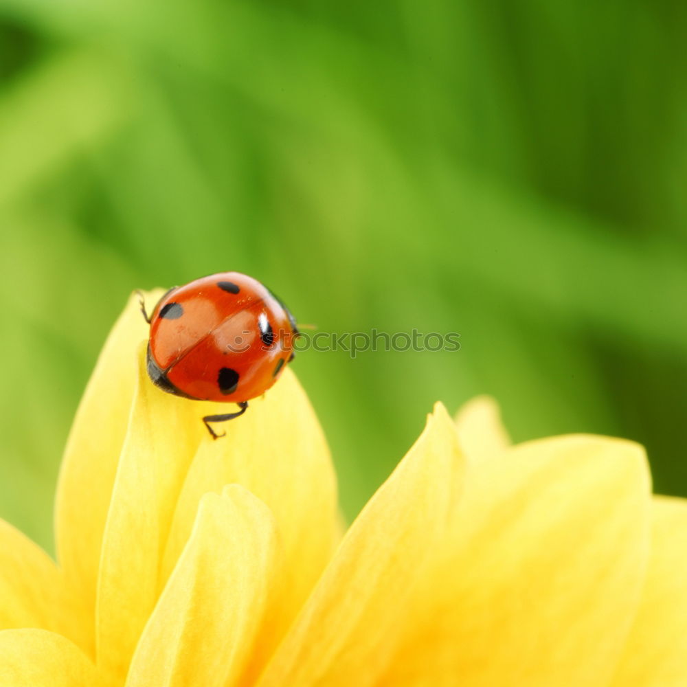 Similar – Image, Stock Photo lucky beetle Nature Plant