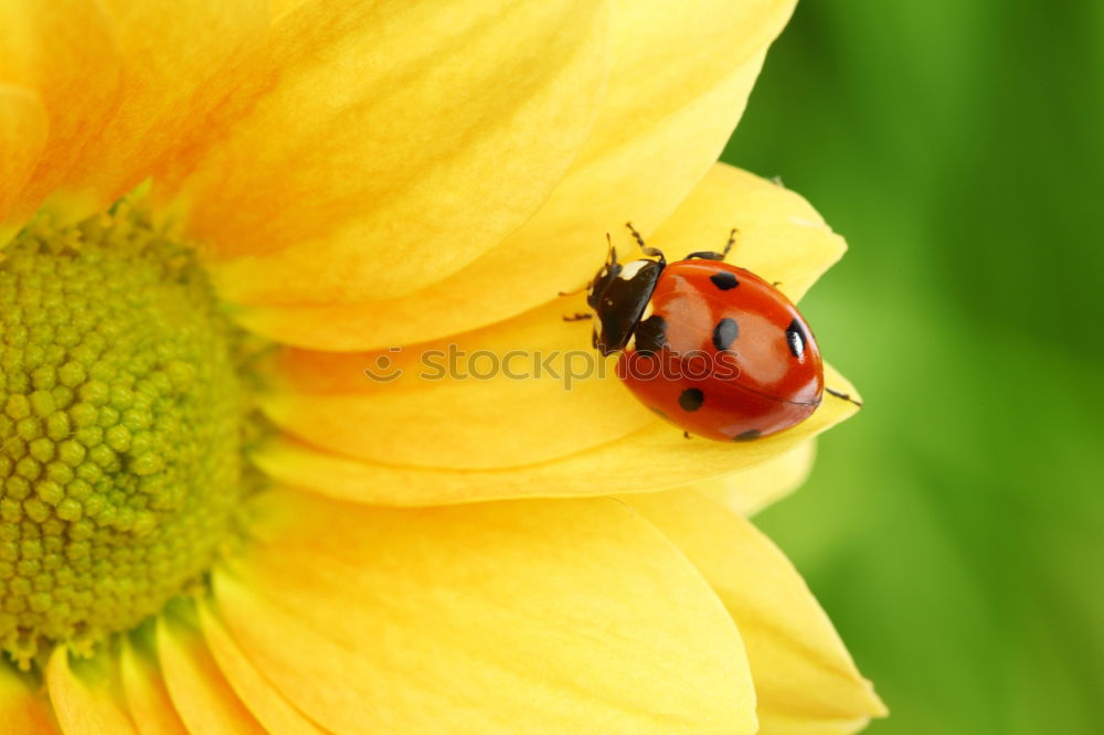 Similar – Marienkaefer, Coccinella, semptempunctata,