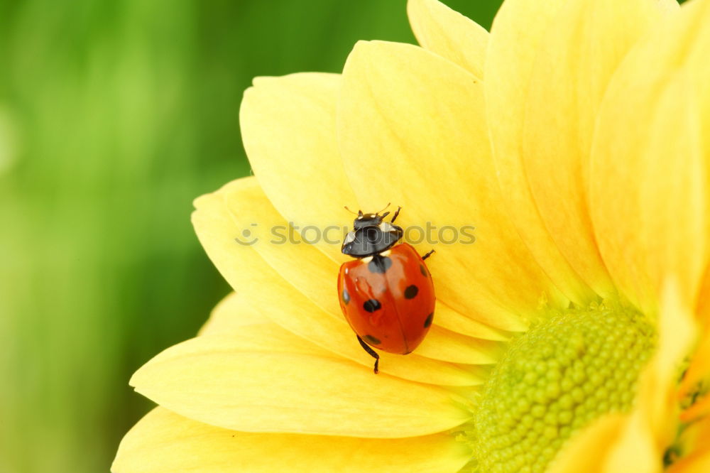 Similar – Image, Stock Photo rest Ladybird Blossom