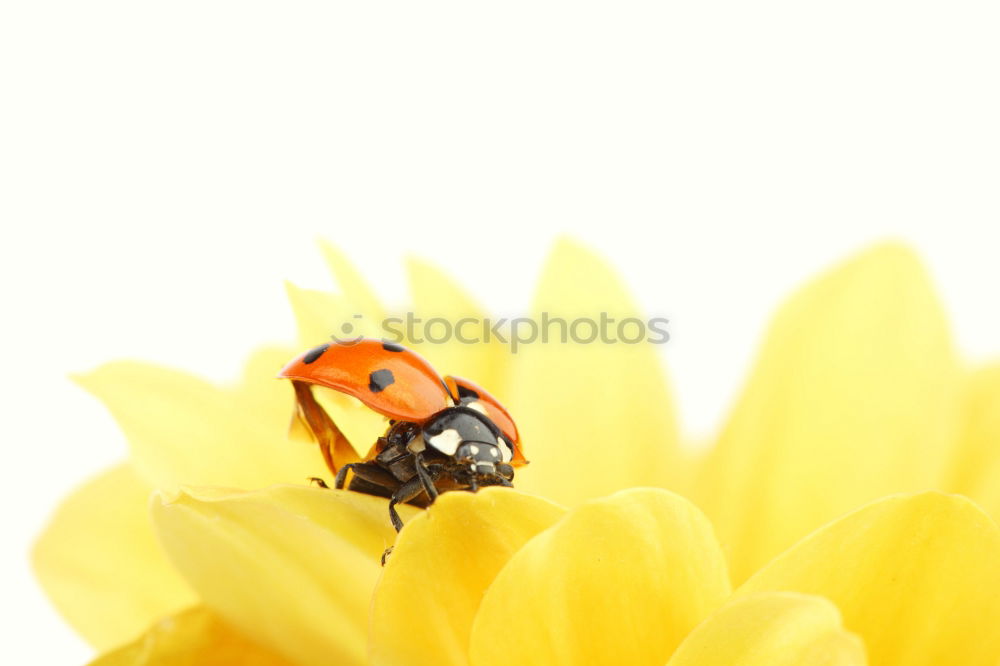 Image, Stock Photo rest Ladybird Blossom