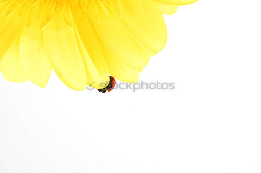 Similar – Image, Stock Photo Yellow poppy II Plant