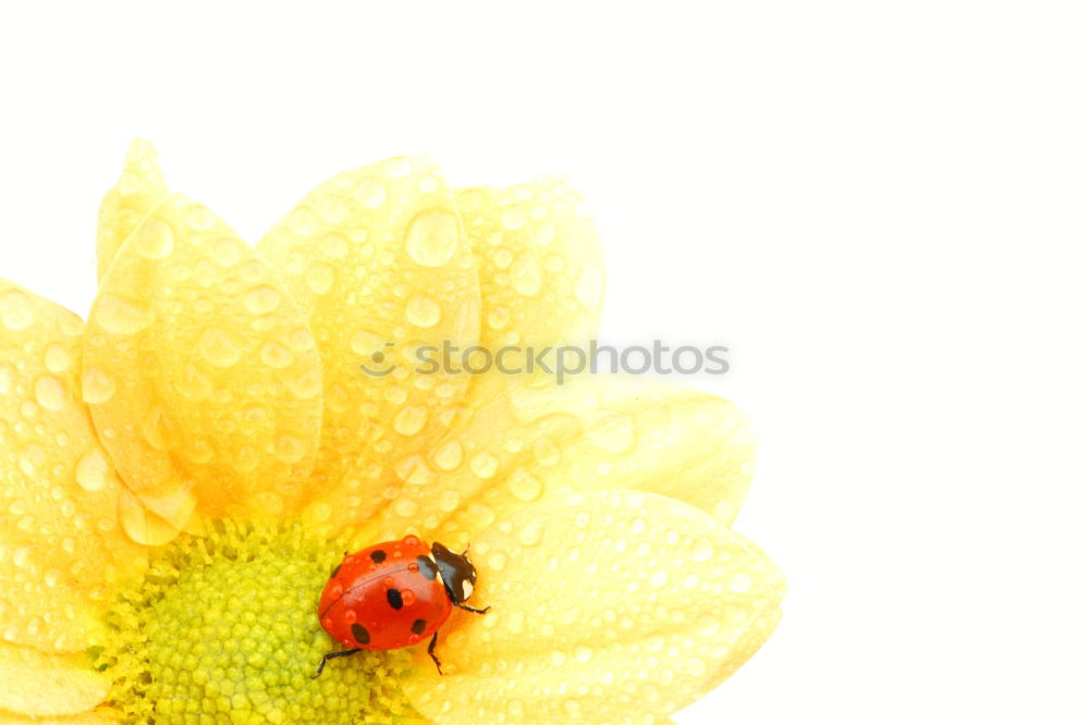 Similar – Image, Stock Photo Ladybird IV Colour photo