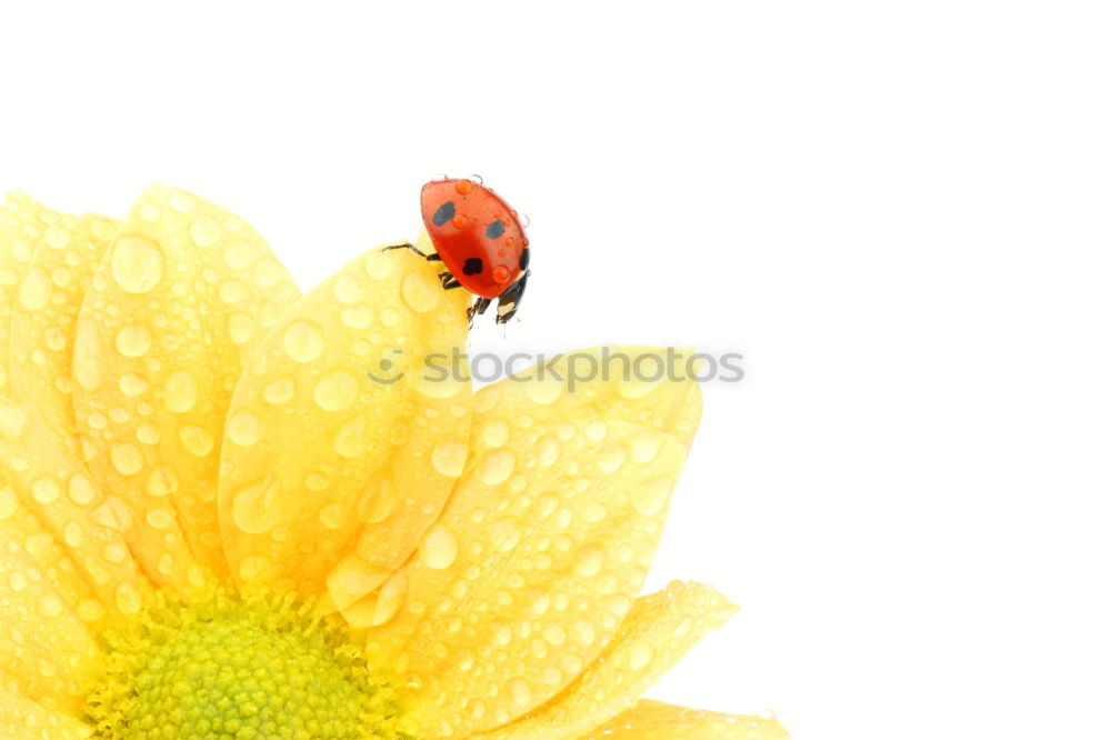 Similar – Ladybug unfolds its wings for takeoff