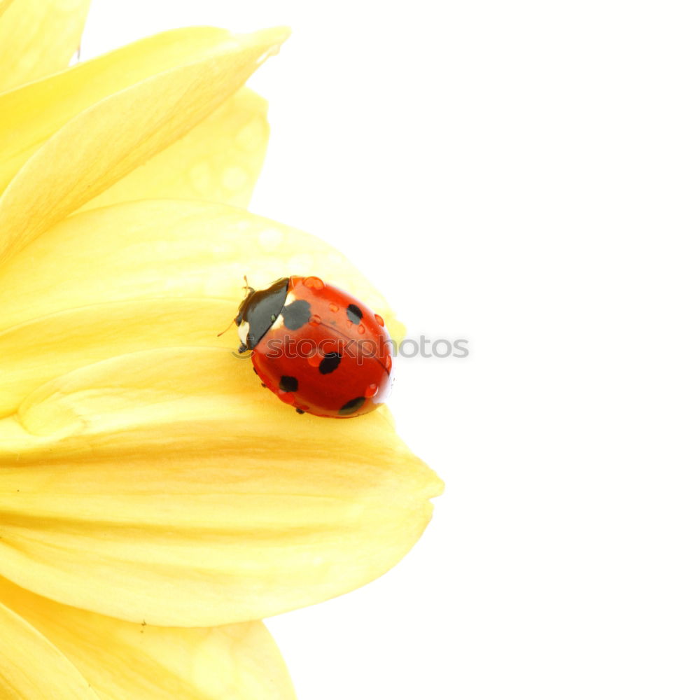 Similar – Image, Stock Photo of bees and flowers Joy