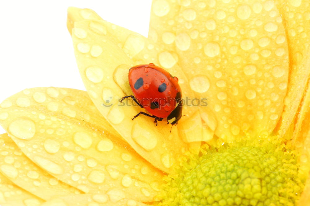 Similar – Image, Stock Photo Lucky beetle strives to the top