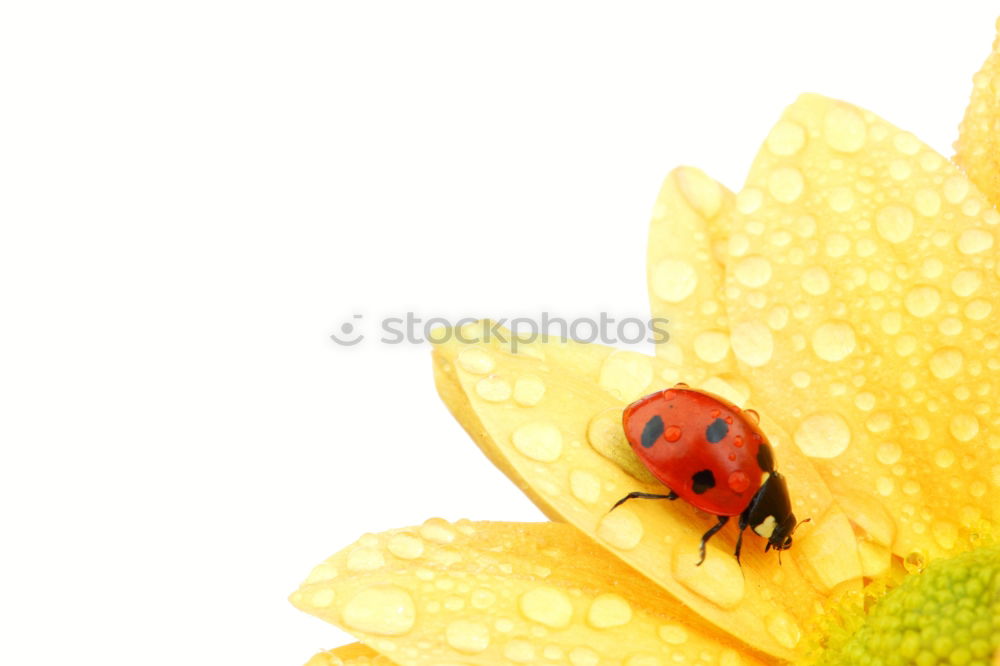 Image, Stock Photo ladybugs Environment