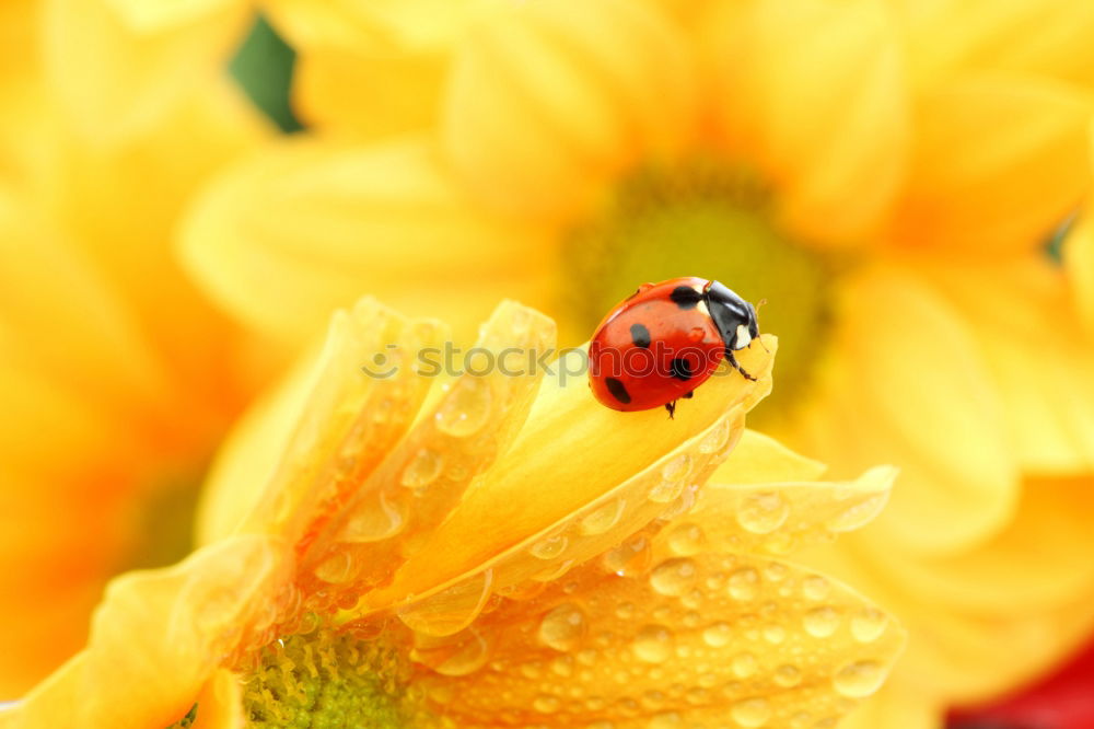 Similar – Marienkaefer, Coccinella, semptempunctata,