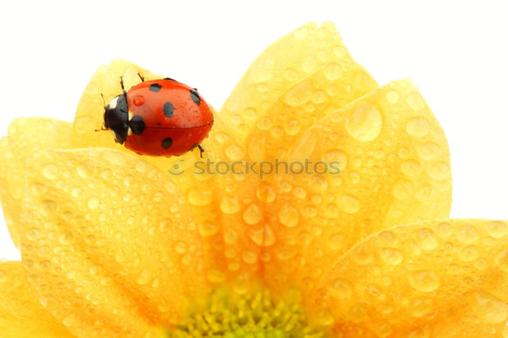 Similar – Image, Stock Photo rest Ladybird Blossom