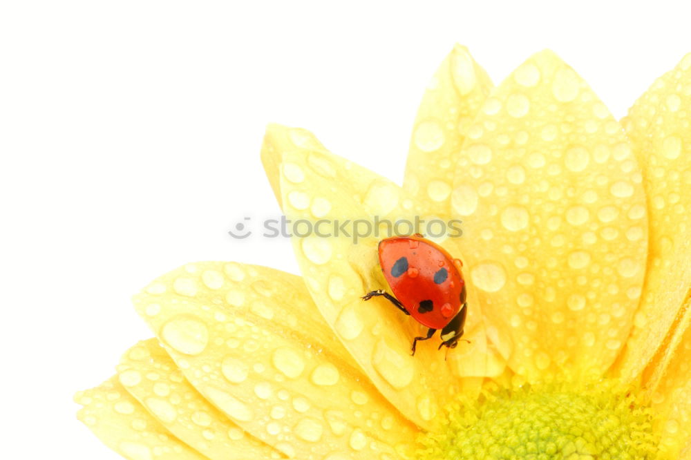 Similar – Image, Stock Photo ladybugs Environment